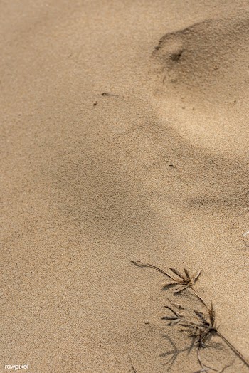 Dried plant on natural sand background | Free  photo - 2264199