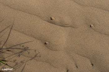 Dried plant on natural sand background | Free  photo - 2310818