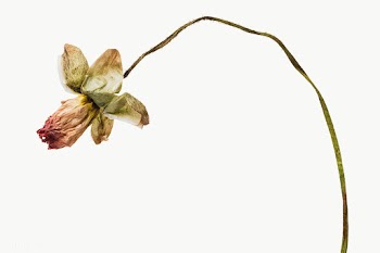Dried poppy flower design element | Free  transparent png - 2337404