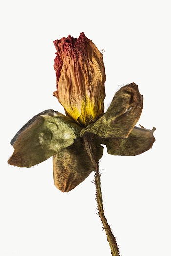Dried poppy flower design element | Free  transparent png - 2338304