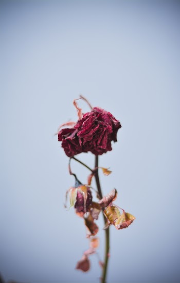 Dried Red Flowers