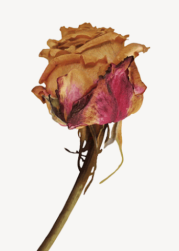 Dried rose collage element, flower | Free PSD - rawpixel