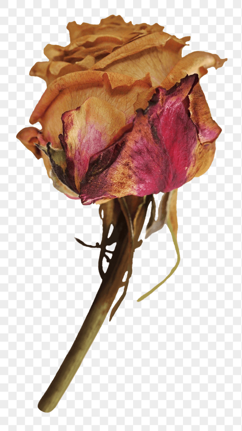 Dried rose png sticker, transparent | Free PNG - rawpixel