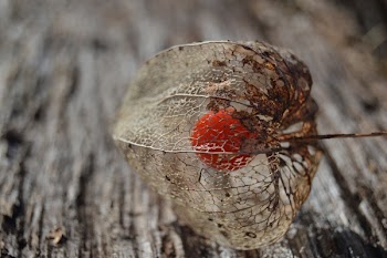 Dried Seed on Brown Surface