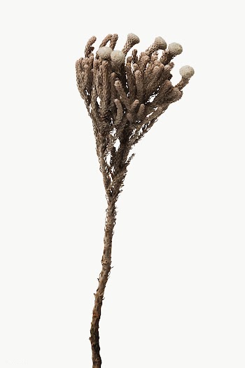 Dried silver brunia branch design element | Free  transparent png - 2338598