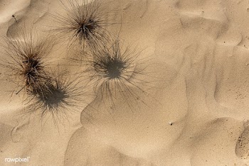 Dried spikey plant on the beach background | Free  photo - 2263955