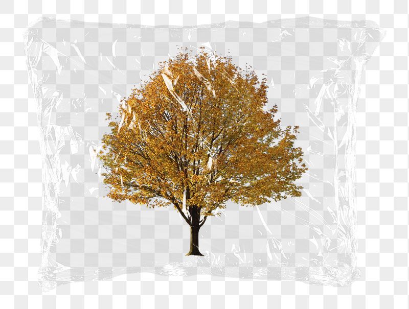 Dried tree png plastic bag | Free PNG - rawpixel
