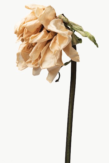Dried tulip flower design element | Free  transparent png - 2338406