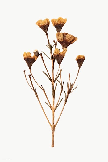 Dried wax flower design element | Free  transparent png - 2337098