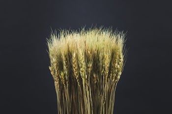 Dried Wheat Close-Up