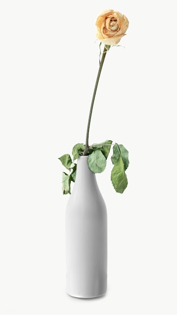 Dried white rose in a light gray vase design element | Free  transparent png - 2344509