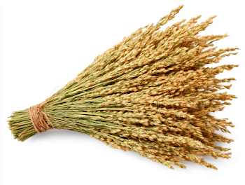 Dried Wild Grass Seed Heads Bundle