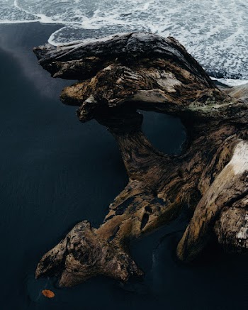Drift Wood