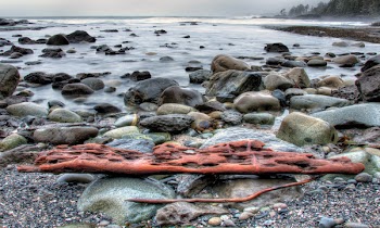 Drift Wood on Rack Near the Shore
