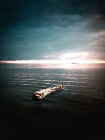 Driftwood
