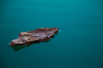 Driftwood Floating on Body of Water