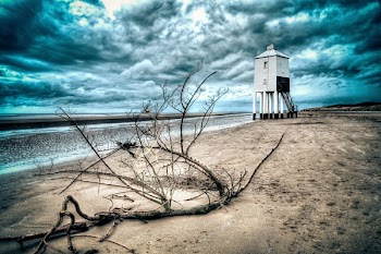 Driftwood on Beach Shore
