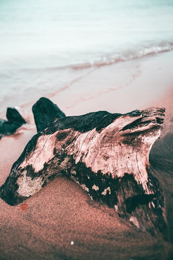 Driftwood on Sand