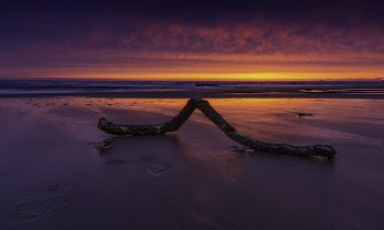 Driftwood on Shore