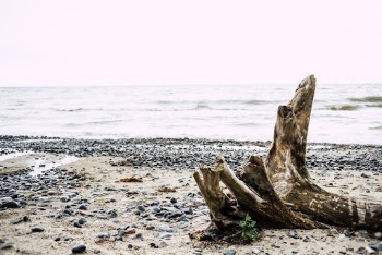 Driftwood On Shore