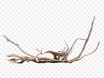 Driftwood Photography Computer Icons - element 