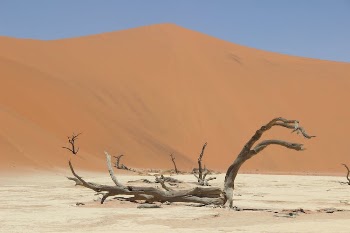 Driftwoods On A Desert Land
