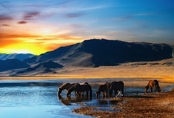 Drinking horses