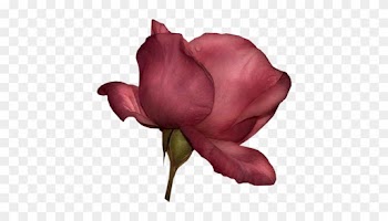 Drk Pink Rose - Garden Roses