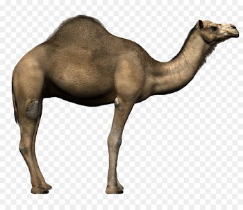 Dromedary Alpaca Llama Desert safari Animal - dromedary sign 