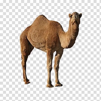 Dromedary Bactrian camel, Animal camel transparent background PNG clipart