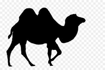 Dromedary Bactrian camel Vector graphics Clip art Desert -  
