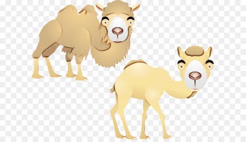 Dromedary, Cat, Cattle, Camel, Vertebrate PNG