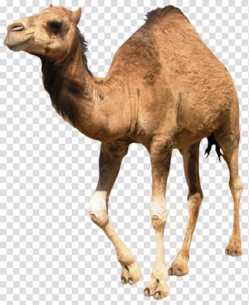 Dromedary Cattle Wildlife Terrestrial animal Snout, others transparent background PNG clipart