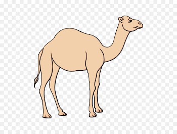 Dromedary, Fauna, Pack Animal, Camel, Vertebrate PNG