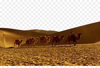 Dromedary Sahara Erg Desert - Crescent Lake Pictures 