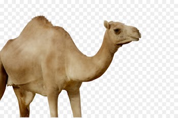 Dromedary Terrestrial animal Snout Camel -  