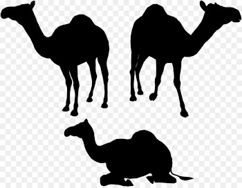 Dromedary Vector graphics Silhouette Illustration Image -  
