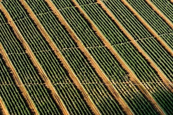 Drone perspective of vineyard rows.