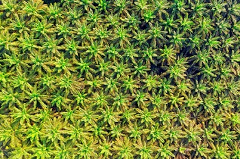 Drone Shot of Green Palm Oil Plantation