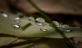 Drop of Water on Green Leaf Plant