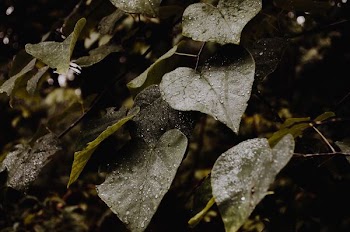 drop water on green leafed plant