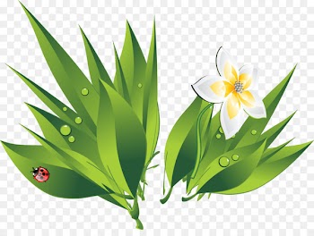 Drop White Bubble Icon - Green white flowers water drops 