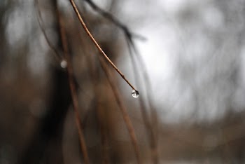 Droplet of Water on Twig