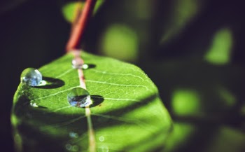 Drops of Water on Green Leaf
