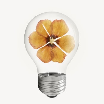 Dry anemone flower light bulb, | Free PSD - rawpixel