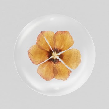 Dry anemone flower sticker, Autumn | Free PSD - rawpixel