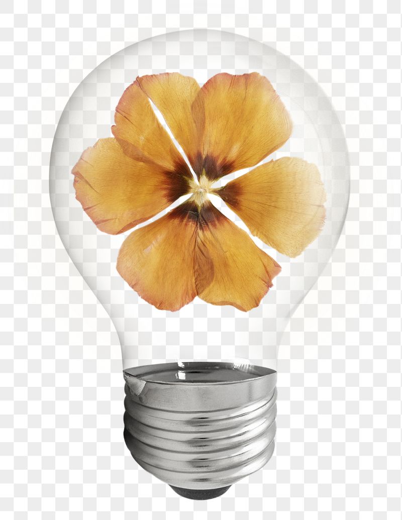Dry anemone png sticker flower | Free PNG - rawpixel