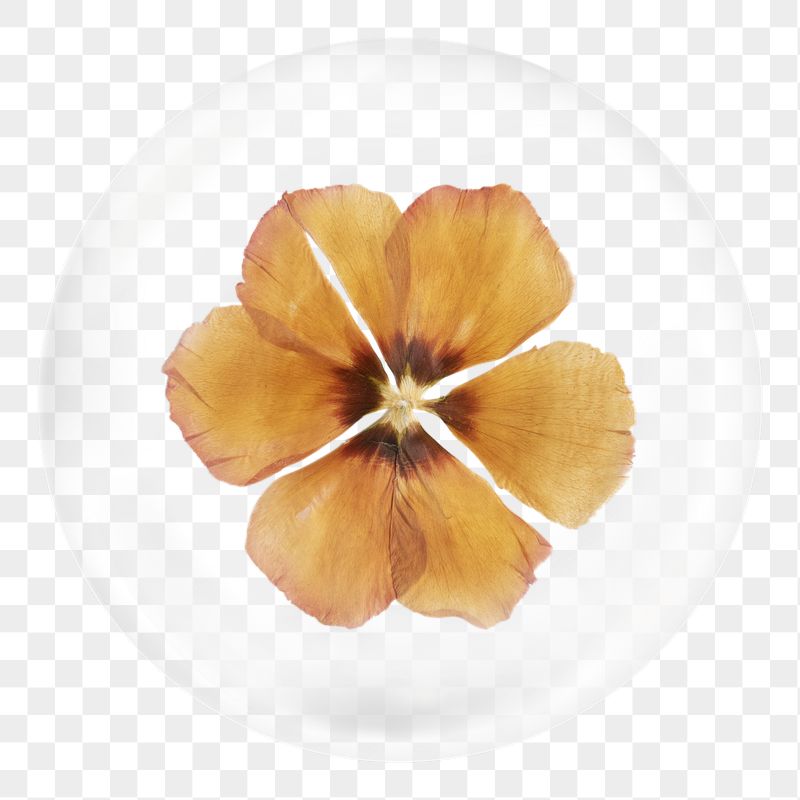 Dry anemone png sticker, flower | Free PNG - rawpixel