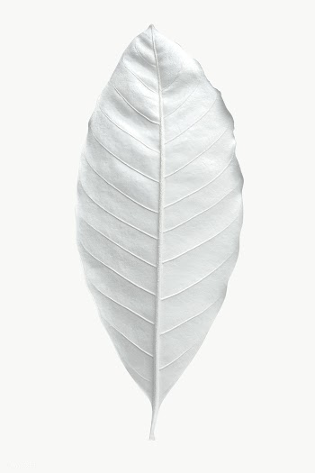 Dry bleached white leaf transparent png | Free  transparent png - 2227654