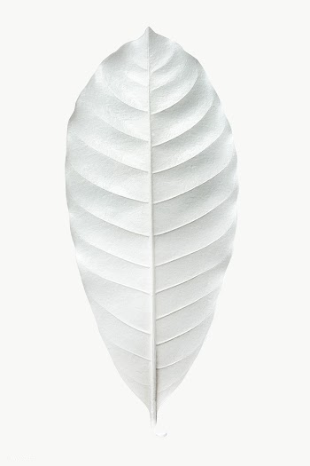 Dry bleached white leaf transparent png | Free  transparent png - 2227683
